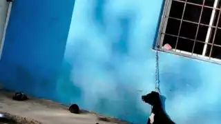 Denuncian muerte de perro por negligencia de propietarios en Chetumal