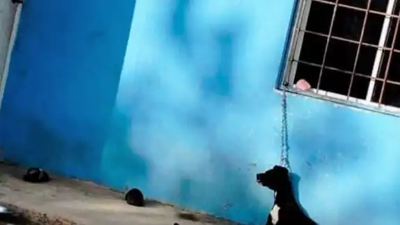 Perro fallece tras ser maltratado por dueños. Perro fallece tras ser maltratado por dueños.