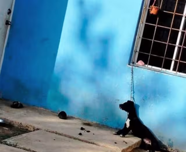 Perro fallece tras ser maltratado por dueños.