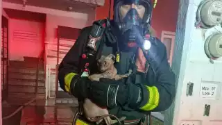 Al no estar presentes los dueños, los bomberos pusieron a salvo al animal