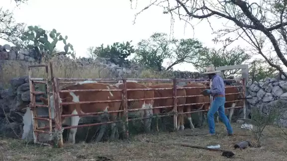 El municipio de Candelaria exporta alrededor de 50 mil cabezas de ganado al año.