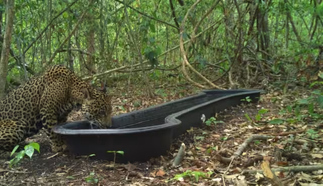 WWF documenta depredación entre felinos en Calakmul