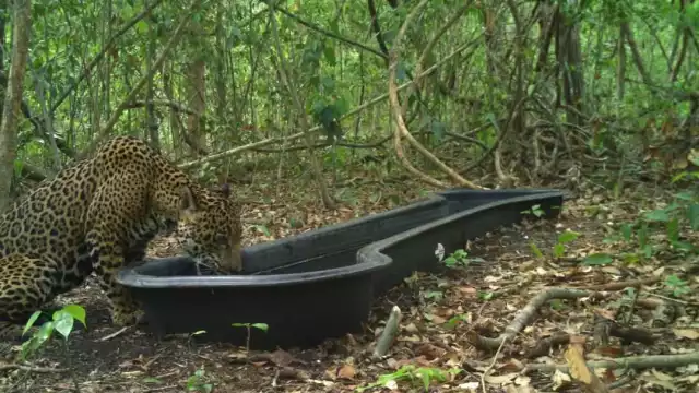 WWF documenta depredación entre felinos en Calakmul