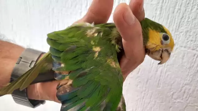 Comerciantes tiñen la cabeza de los loros para aumentar su valor en el mercado ilegal