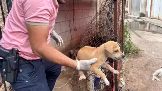 Advierten cárcel y multas por abandonar mascotas a su suerte durante tormentas