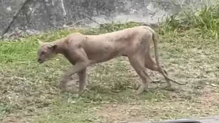 Vecinos de la zona reportaron que no es la primera vez que se avista a este tipo de fauna en el área