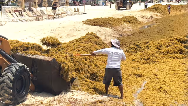 Especialista aseguró que el recale del vegetal está rebasando la capacidad de recolección en playas públicas y concesionadas