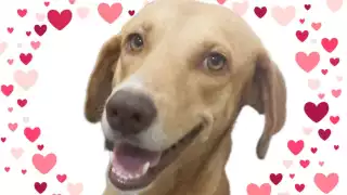 Kermés con causa en Champotón: Belinda, una perrita con cáncer, lucha por su vida