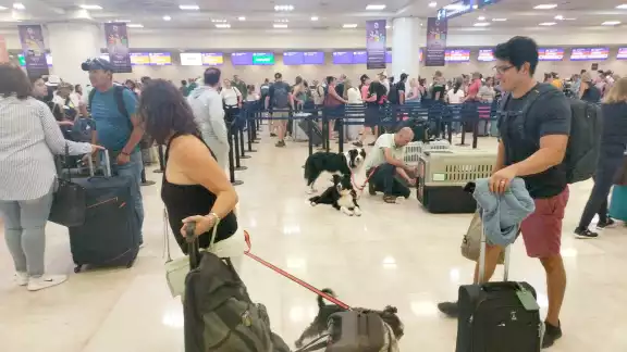 a mujer relató que de los tres peludos, “Tenoch” es el más sensible, ya que se deprime con la ausencia de su pareja, quien partió hacia CDMX a mujer relató que de los tres peludos, “Tenoch” es el más sensible, ya que se deprime con la ausencia de su pareja, quien partió hacia CDMX