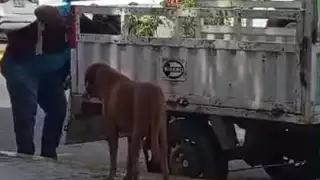 El canino fue llevado a un veterinario para que fuera atendido por sus heridas contundentes.