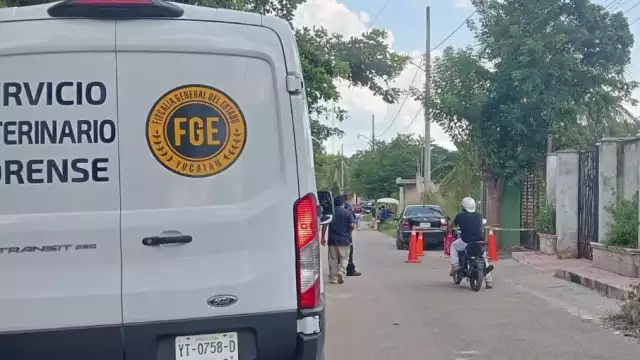 Perrita es atacada a las puertas de la vivienda de sus dueños en el barrio de Mejorada en Ticul