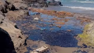 Sector pesquero alerta por posible caída en producción de camarón