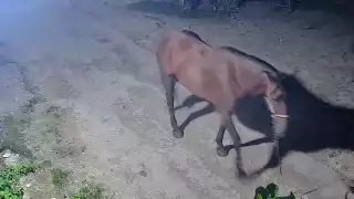 Misterioso robo de caballo en Escárcega: dueña pide ayuda para localizarlo