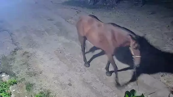 Misterioso robo de caballo en Escárcega: dueña pide ayuda para localizarlo Misterioso robo de caballo en Escárcega: dueña pide ayuda para localizarlo