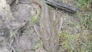 La especie causa daños importantes al ecosistema marino