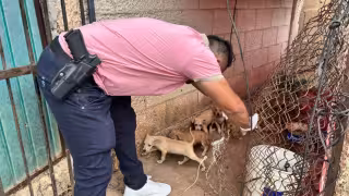 Buscan aplicar hasta 12 años de cárcel y 80 mil pesos en multas a quien agreda mascotas
