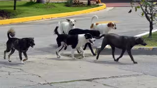 Manada de perros genera temor en feligreses de parroquia de Nunkiní