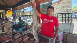 Pescadores de Campeche reportan captura de cazón a bajo precio