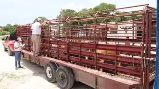 Se garantizaría el cuidado de los animales destinados al consumo humano.