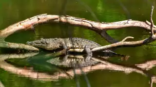 La pérdida de hábitat y la presión humana ponen en peligro la supervivencia de 300 especies clave en Yucatán