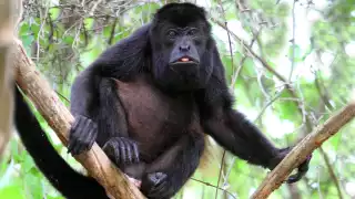 Debido al calor reportan la muerte de 125 de estos animales en Tabasco