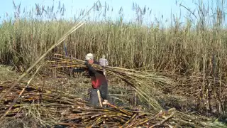 La falta de obreros y mal clima causó que no se pudiera levantar toda la producción en el periodo extra