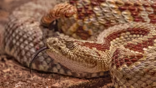 Hay diversos métodos para atender un hallazgo de serpientes en el hogar