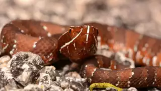 La serpiente huolpoch es de importancia ecológica en la región