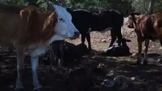 En Campeche no se han detectado casos de animales afectados por el gusano, pero es importante realizar la fase informativa.