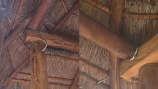 Serpiente sorprende a turistas dentro de un parque ecológico de Bacalar: VIDEO