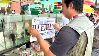 Un cocodrilito fue asegurado en el tianguis de la 100 en Cancún