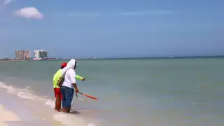 Autoridades exhortan a no meterse al mar por la aparición de mantarrayas, bagres y peces globo
