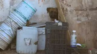 Las mascotas son protegidas por la ley en Yucatán