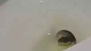 Captan culebra en baño de Burger King