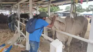 Aunque los brotes de miasis se mantienen controlados, el riesgo de expansión sigue siendo alto