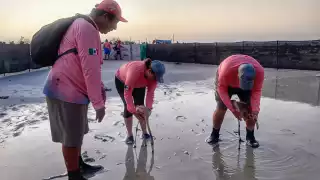 Marcan a flamencos rosas recién nacidos en la Biosfera Ría Lagartos para su protección 