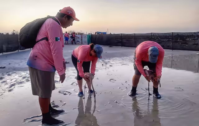 Personal de la Conanp lleva a cabo el marcaje de los flamencos rosas en la Biosfera Ría Lagartos