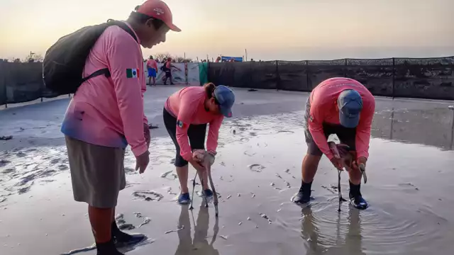Personal de la Conanp lleva a cabo el marcaje de los flamencos rosas en la Biosfera Ría Lagartos