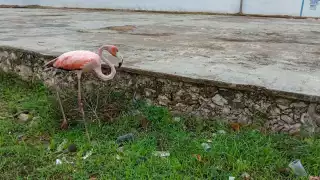 Vecinos de Progresito le tomaron fotografías al flamenco