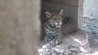 Rescatan 15 ejemplares de fauna silvestre enjaulados en un predio de Playa del Carmen