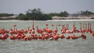 Cambio climático, turismo masivo y contaminación ponen en riesgo la reproducción del flamenco en Yucatán 