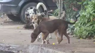 Se reciben al menos 15 denuncias al día por maltrato animal en Mérida; prevén cerrar el 2025 con 800 reportes