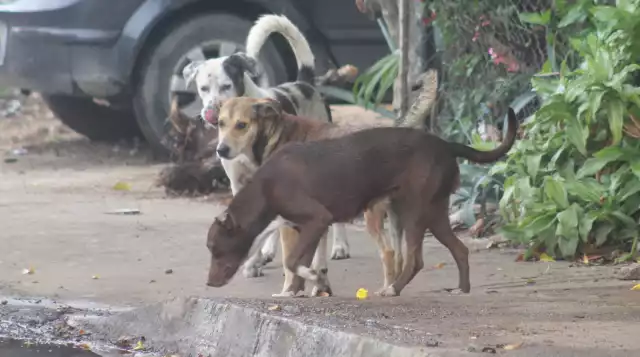 Con legislación, Mérida apuesta a que el cuidado de mascotas se convierta en obligación social