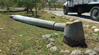   Ayuntamiento de Mérida justifica la tala de palmeras donde vivían loros  