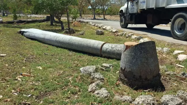 Por falta de inspección se daño nido de loros en una de esas plantas.