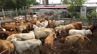 Las autoridades de salud recibieron a 10 médicos para contener el avance del gusano barrenador