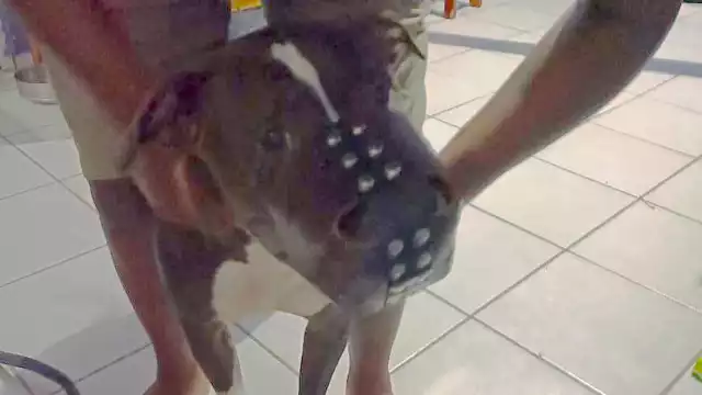 La Directora de Medio Ambiente y Cambio Climático negó que el animal agresor fuese sacrificado, por lo que verán alternativas.