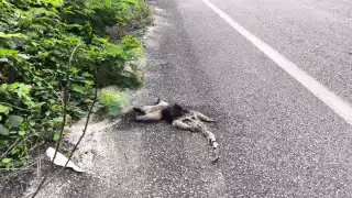 El oso hormiguero quedó tendido sobre la carrtera.