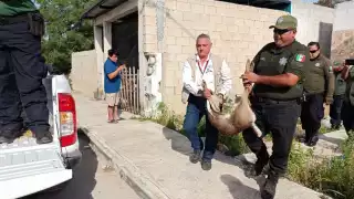 El venado atrapado en Kanasín será entregado a la Profepa