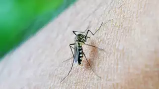 Dengue muestra retroceso en 2025: la Península de Yucatán pasó de 11 a 5 muertes y redujo más de 70% los contagios